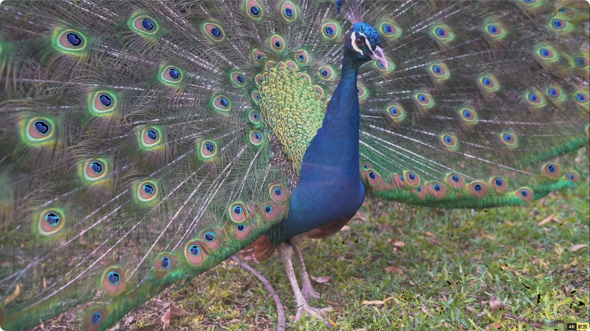 鹦鹉 松鼠 孔雀 4K视频欣赏 第4张 鹦鹉 松鼠 孔雀 4K视频欣赏 第4张