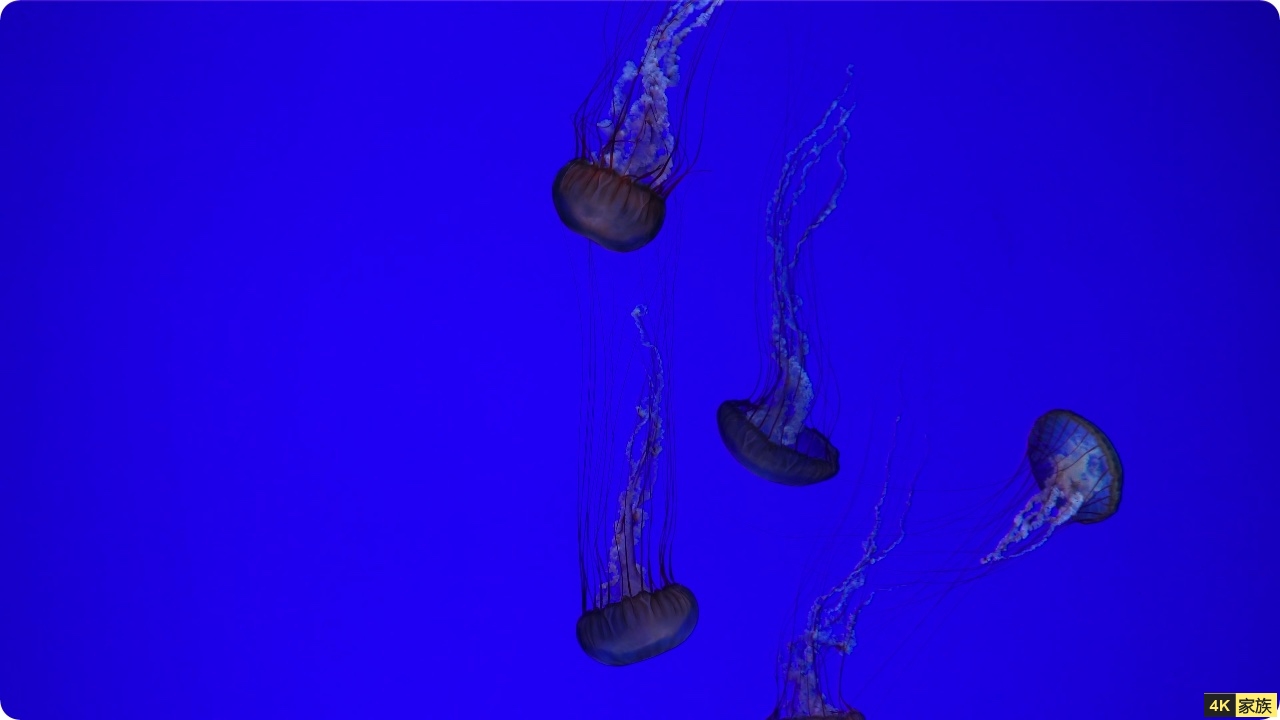 水母4k视频2小时屏保 让你身临其境的海洋世界 第5张 水母4k视频2小时屏保 让你身临其境的海洋世界 第5张