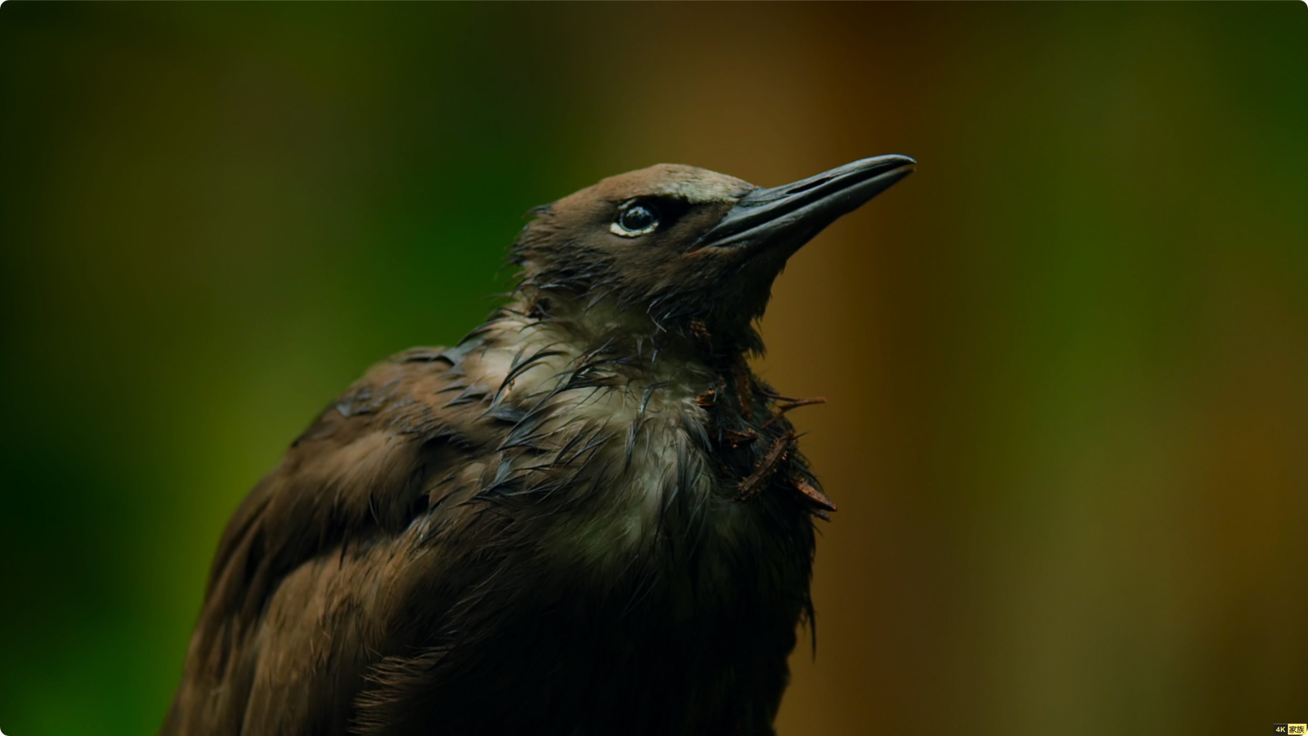 4K纪录片 地球脉动第二季 1-6集 第4张 4K纪录片 地球脉动第二季 1-6集 第4张