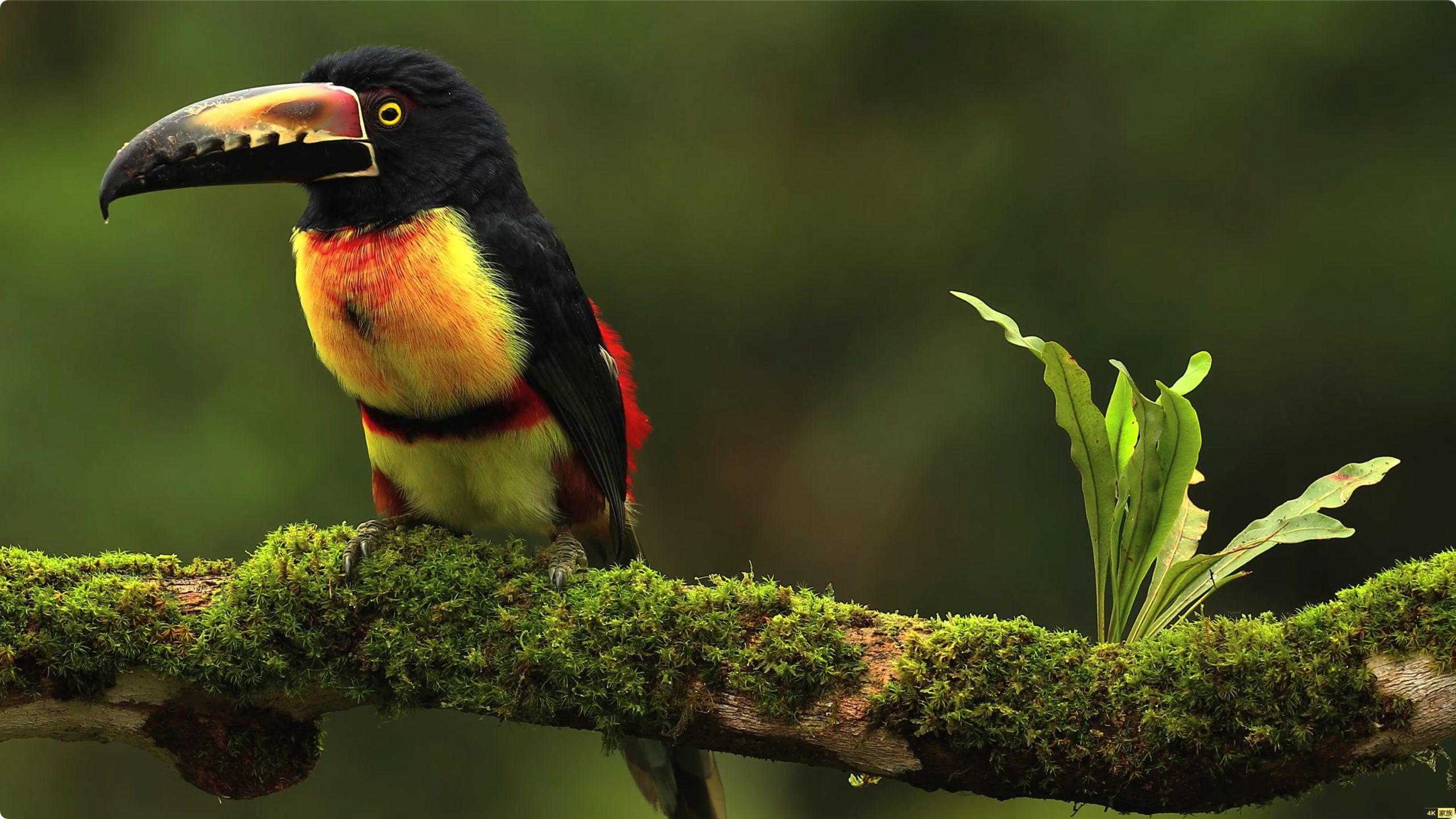 野生动物在8K60帧超高清HDR 收集丰富多彩的野生动物 第2张 野生动物在8K60帧超高清HDR 收集丰富多彩的野生动物 第2张