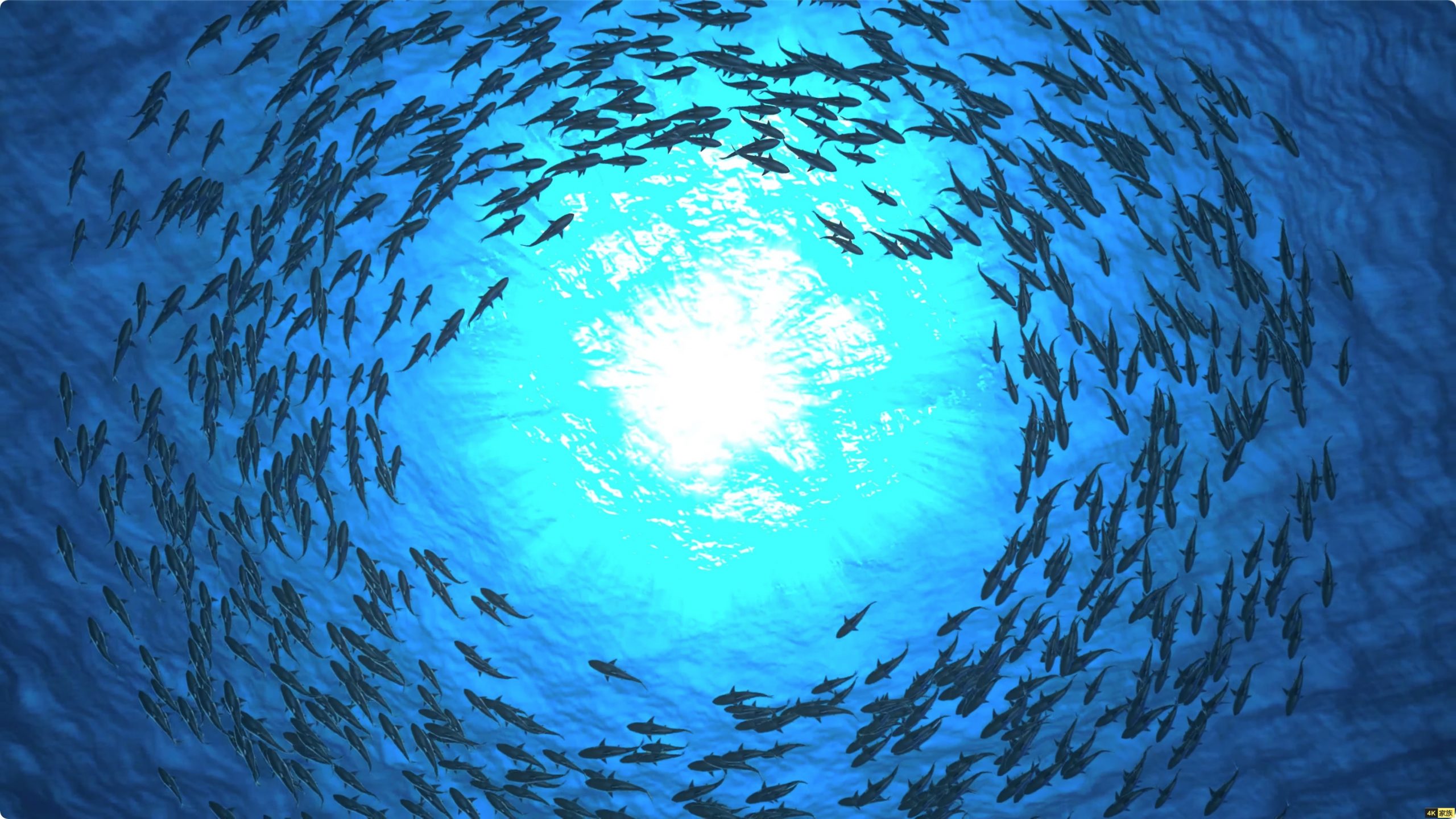 野生动物在8K60帧超高清HDR 收集丰富多彩的野生动物 第1张 野生动物在8K60帧超高清HDR 收集丰富多彩的野生动物 第1张