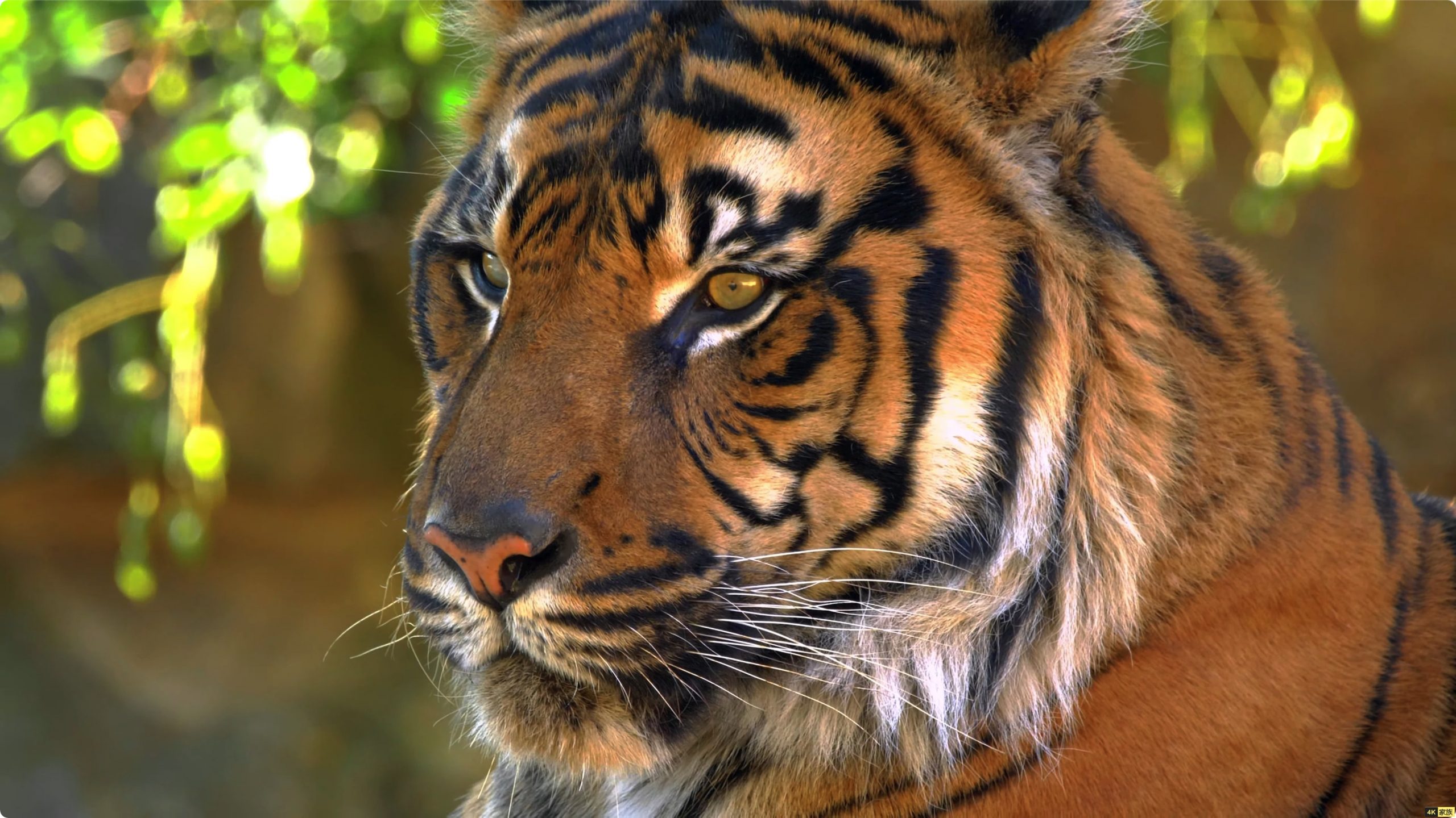 野生动物在8K60帧超高清HDR 收集丰富多彩的野生动物 第4张 野生动物在8K60帧超高清HDR 收集丰富多彩的野生动物 第4张