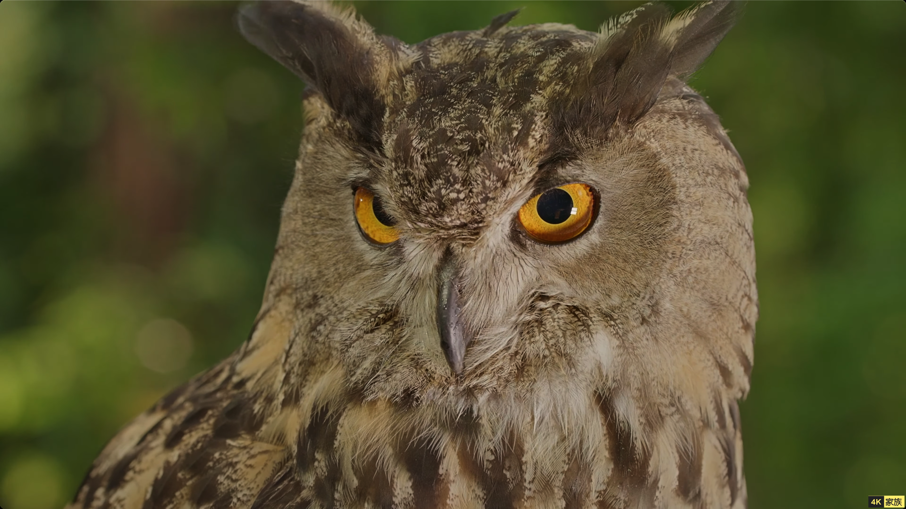 4K电视 三星QLED 现实体验演示视频 第3张 4K电视 三星QLED 现实体验演示视频 第3张