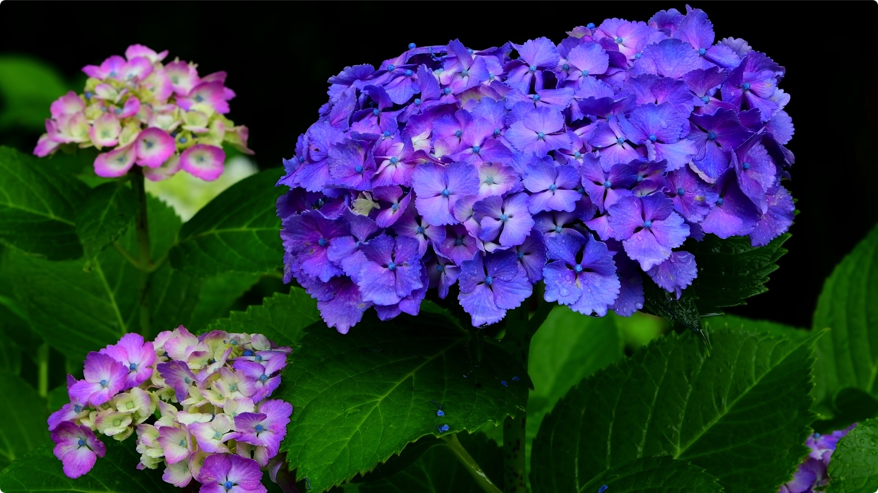 雨のあじさい寺  4K视频 第4张 雨のあじさい寺  4K视频 第4张