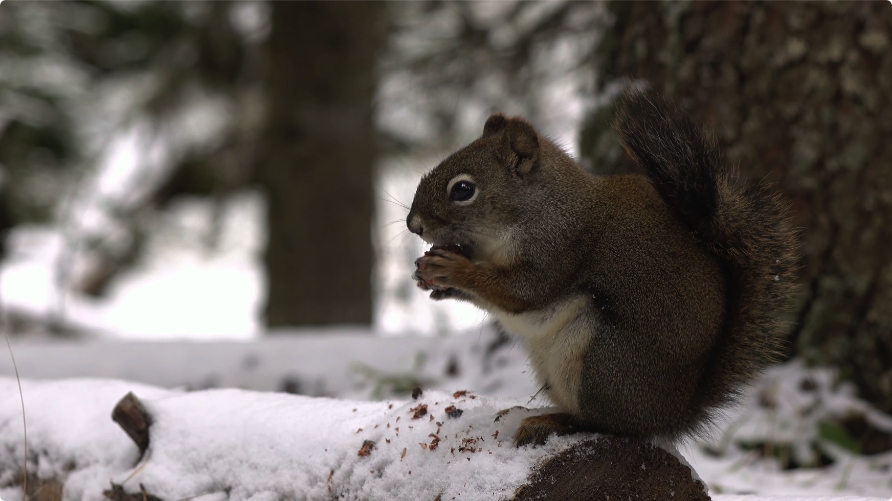 松鼠 Squirrels in 8K ULTRA HD HDR 第4张 松鼠 Squirrels in 8K ULTRA HD HDR 第4张