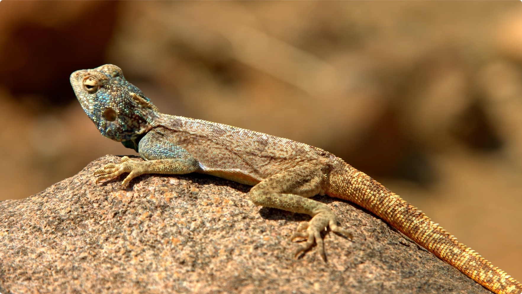 风景动物 沙漠 海浪 4K演示 视频 第4张 风景动物 沙漠 海浪 4K演示 视频 第4张