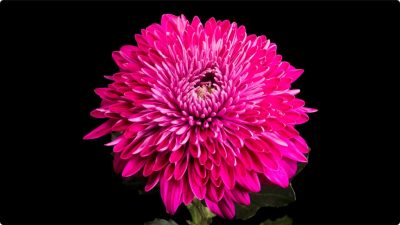 8K视频 60FPS  HDR 杜比视界  演示片下载