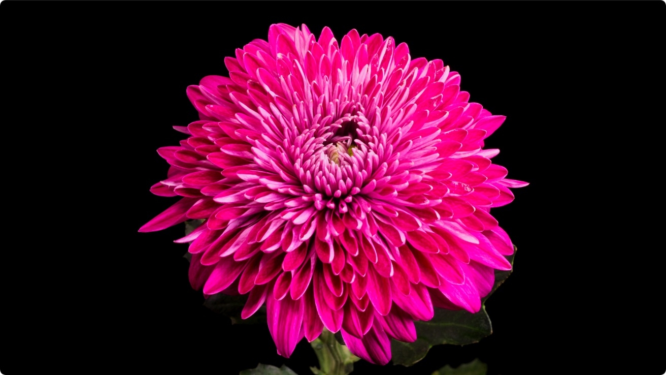 8K视频 60FPS  HDR 杜比视界  演示片下载 第5张 8K视频 60FPS  HDR 杜比视界  演示片下载 第5张