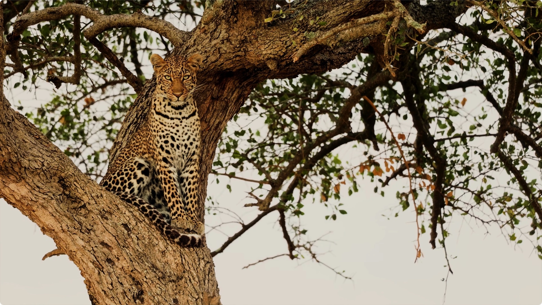 8K视频 HDR 60fps杜比视觉⭐ 彩色动态⭐ 演示下载 第3张 8K视频 HDR 60fps杜比视觉⭐ 彩色动态⭐ 演示下载 第3张