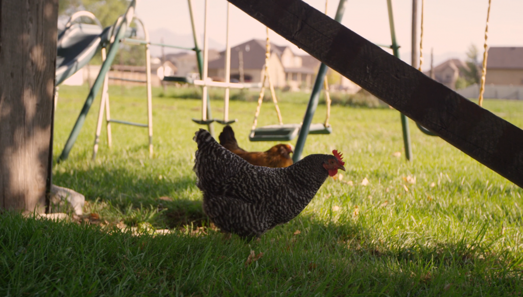 4K（超高清）萌犬赛跑 第2张