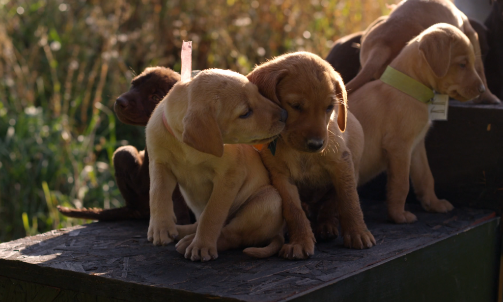 4K（超高清）萌犬赛跑 第3张