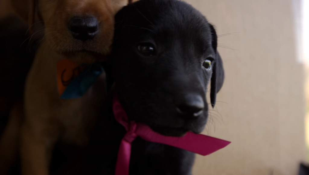 4K（超高清）萌犬赛跑 第1张