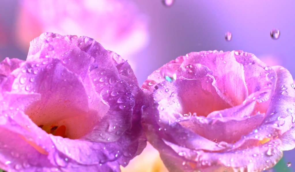 8K视频超高清60帧HDR原始测试视频 第1张